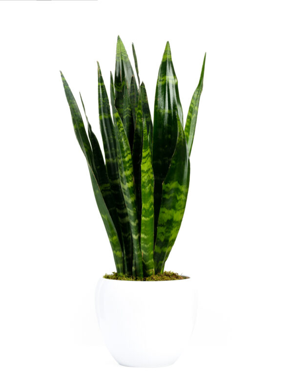 Σανσιβέρια (Sansevieria)