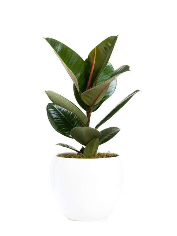 Φίκος Ελάστικα (Ficus Elastica)