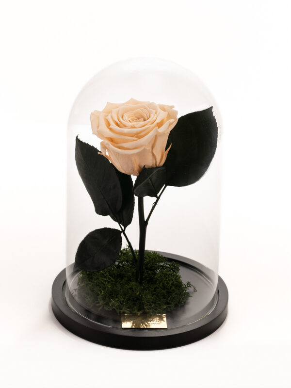 My Precious Ivory – Ιβουάρ τριαντάφυλλο eternity σε γυάλα