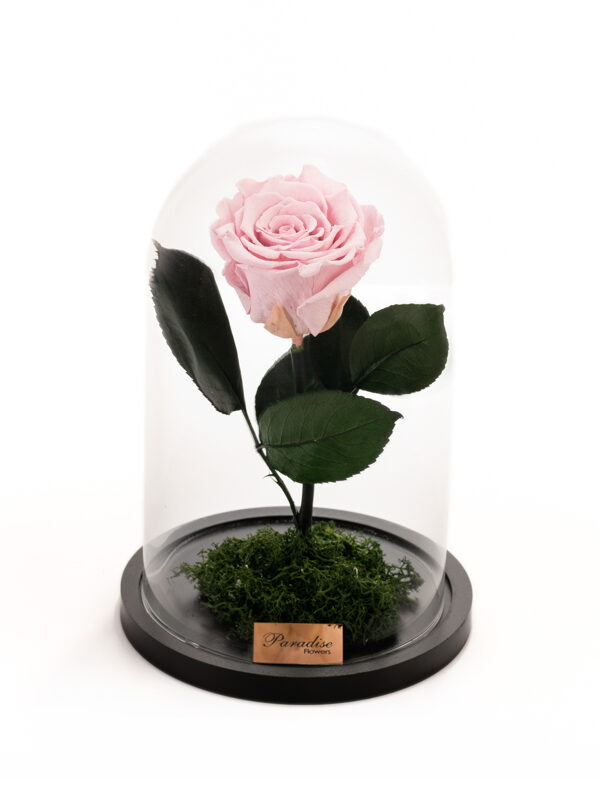 My Precious Pink - Ροζ τριαντάφυλλο eternity σε γυάλα